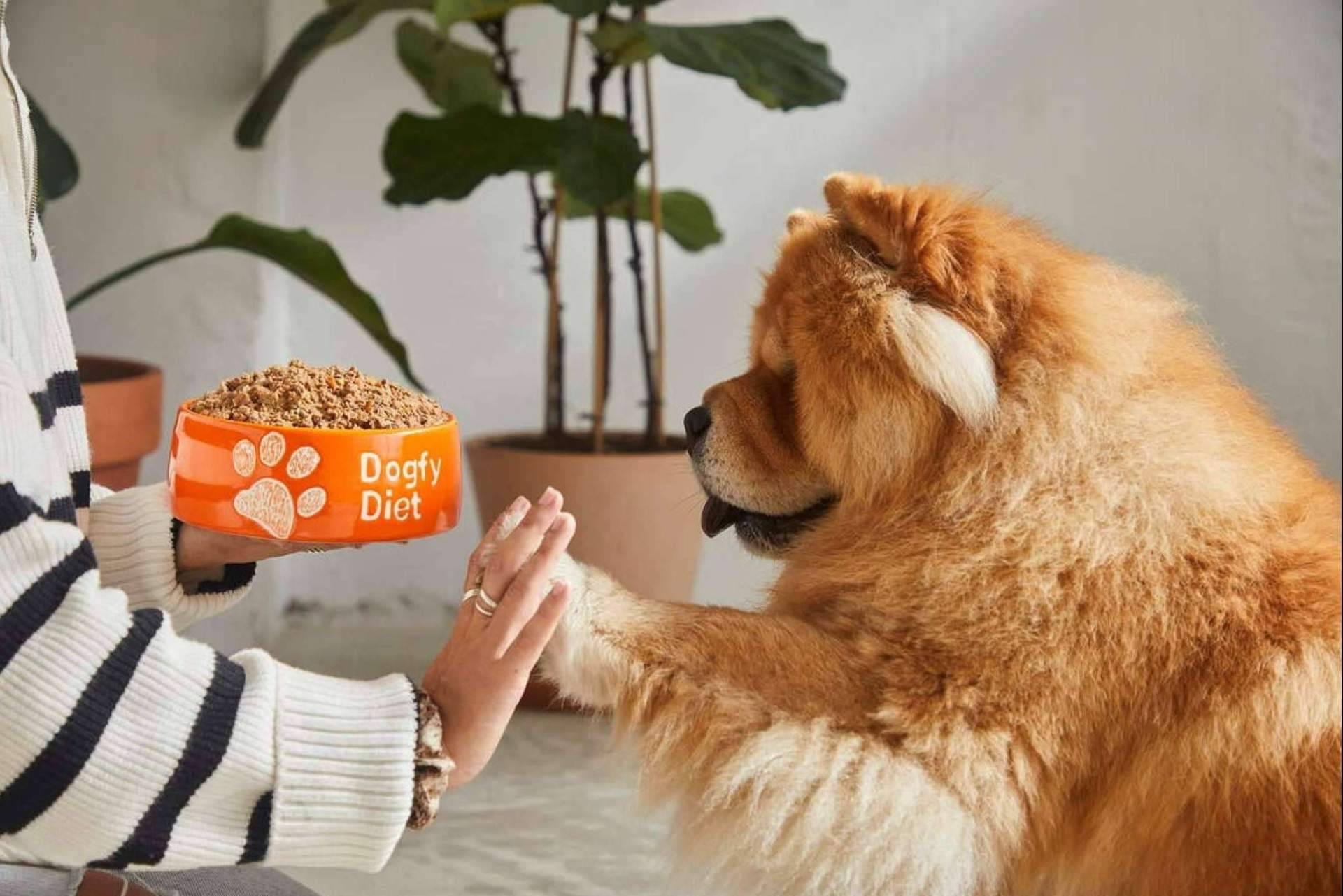 Con una dieta natural es posible prevenir la obesidad en perros