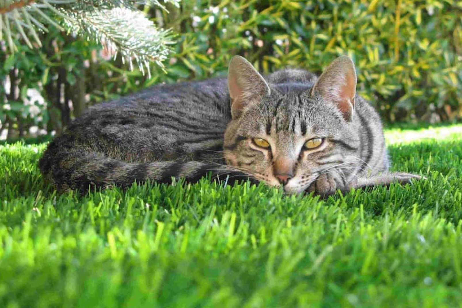 ¿Por qué optar por el césped artificial para mascotas? Las soluciones de Albergrass