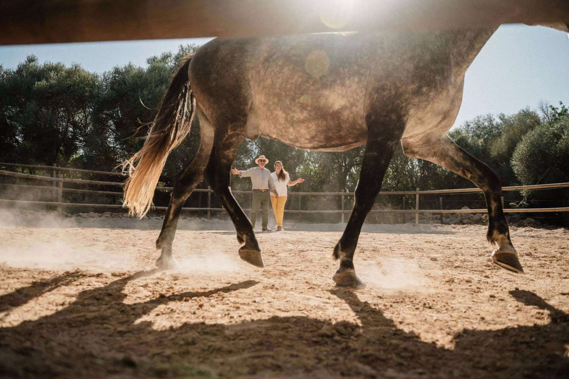 Son Cavalls contribuye a recuperar la autenticidad por medio del coaching individual asistido por caballos