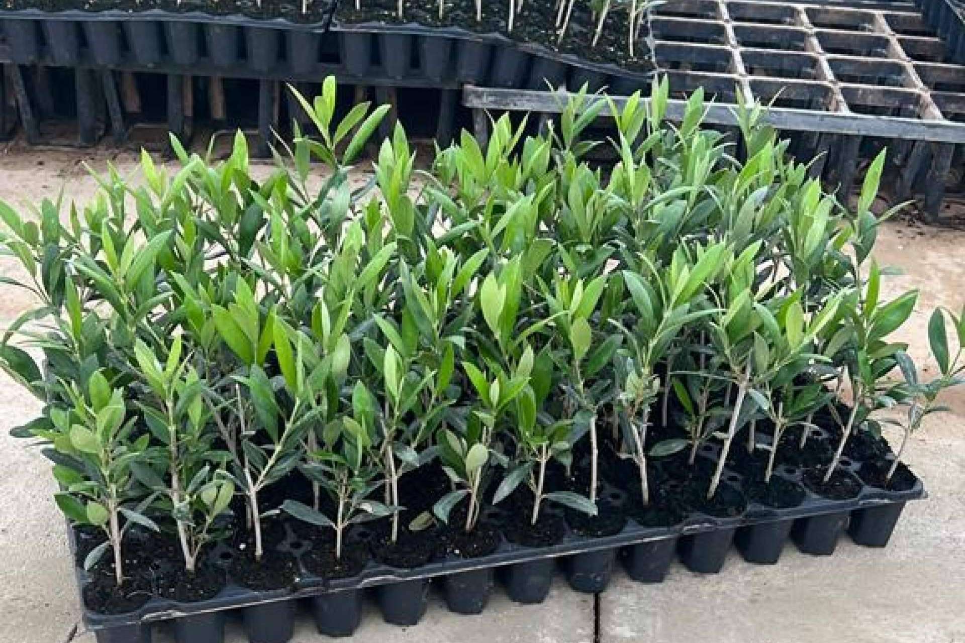 Importancia del plantón de olivo. Comex Bodión desde Los Santos de Maimona, uno de los líderes en calidad y experiencia