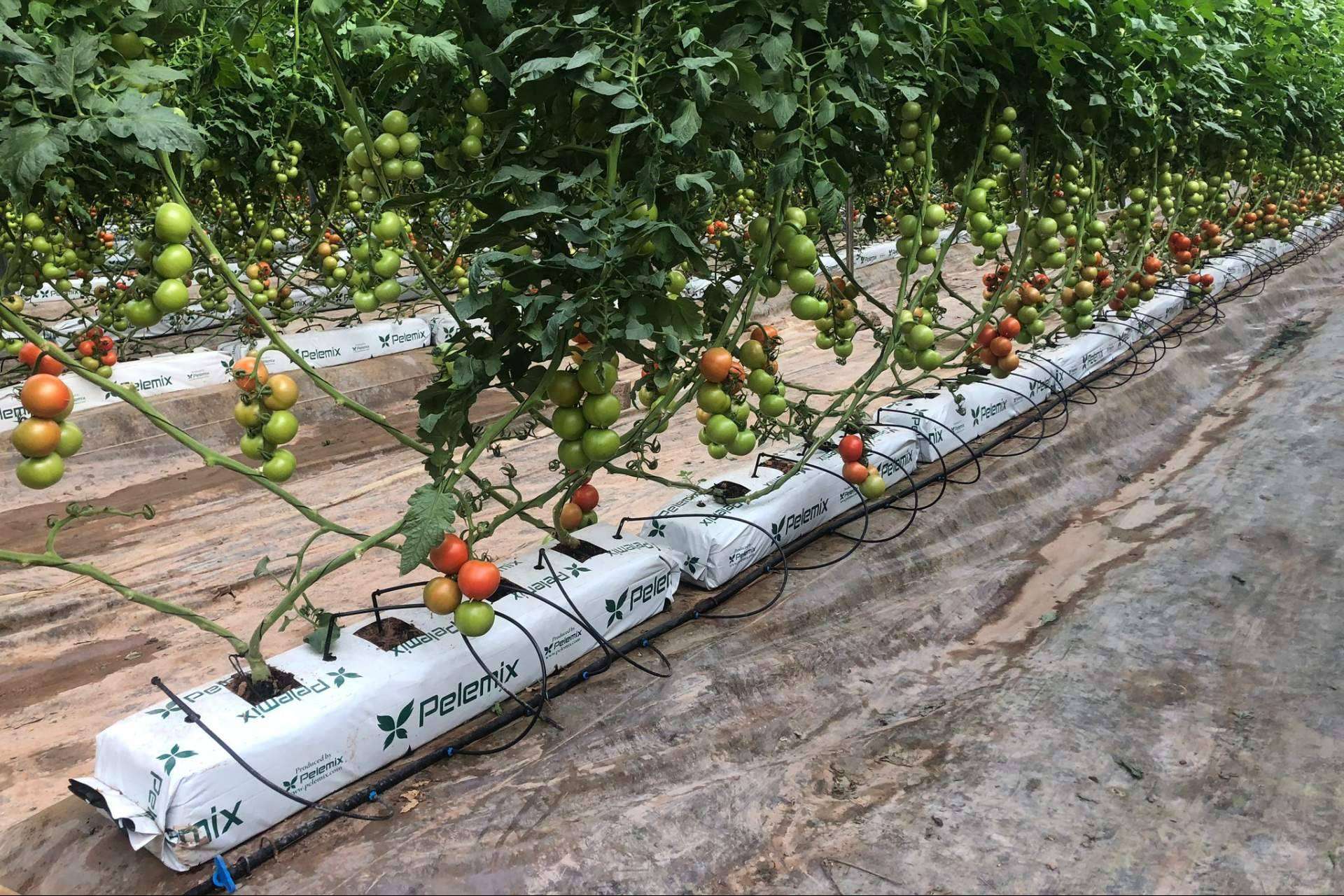 Pelemix, la agricultura del futuro más cerca