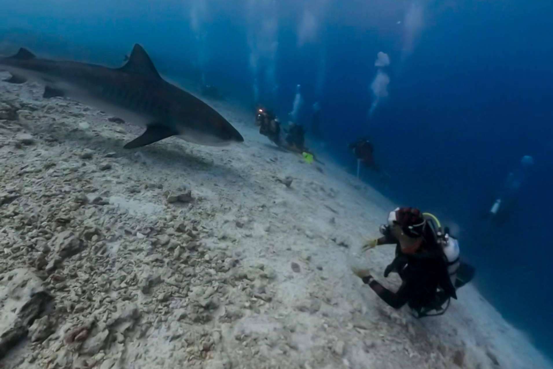 El buceo seguro con tiburones tigre en Fuvahmulah es una experiencia inolvidable y segura de la mano de Drop Dive Maldives