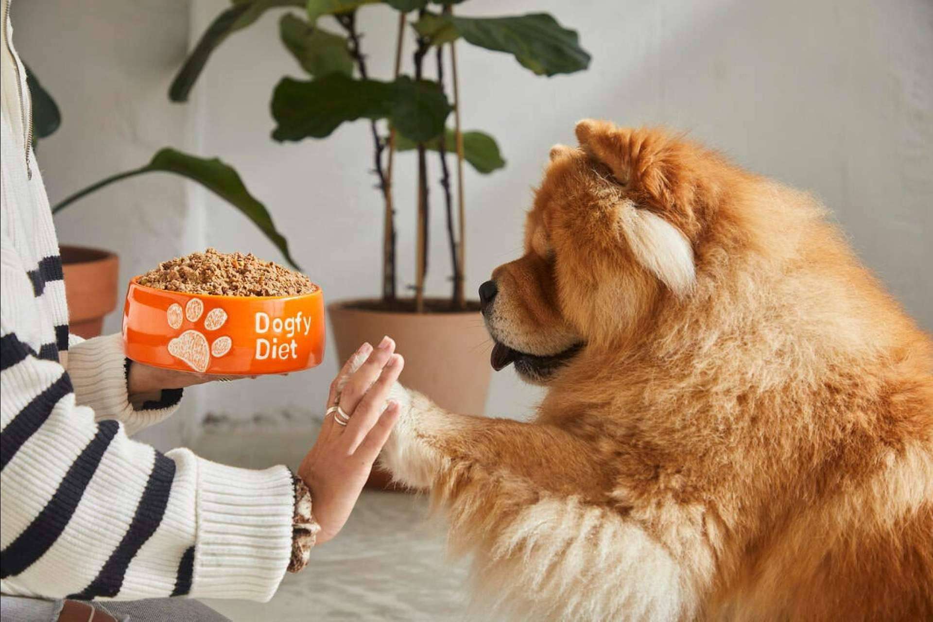 Revolucionando la nutrición canina; Dogfy Diet lidera con soluciones naturales para la alimentación de perros