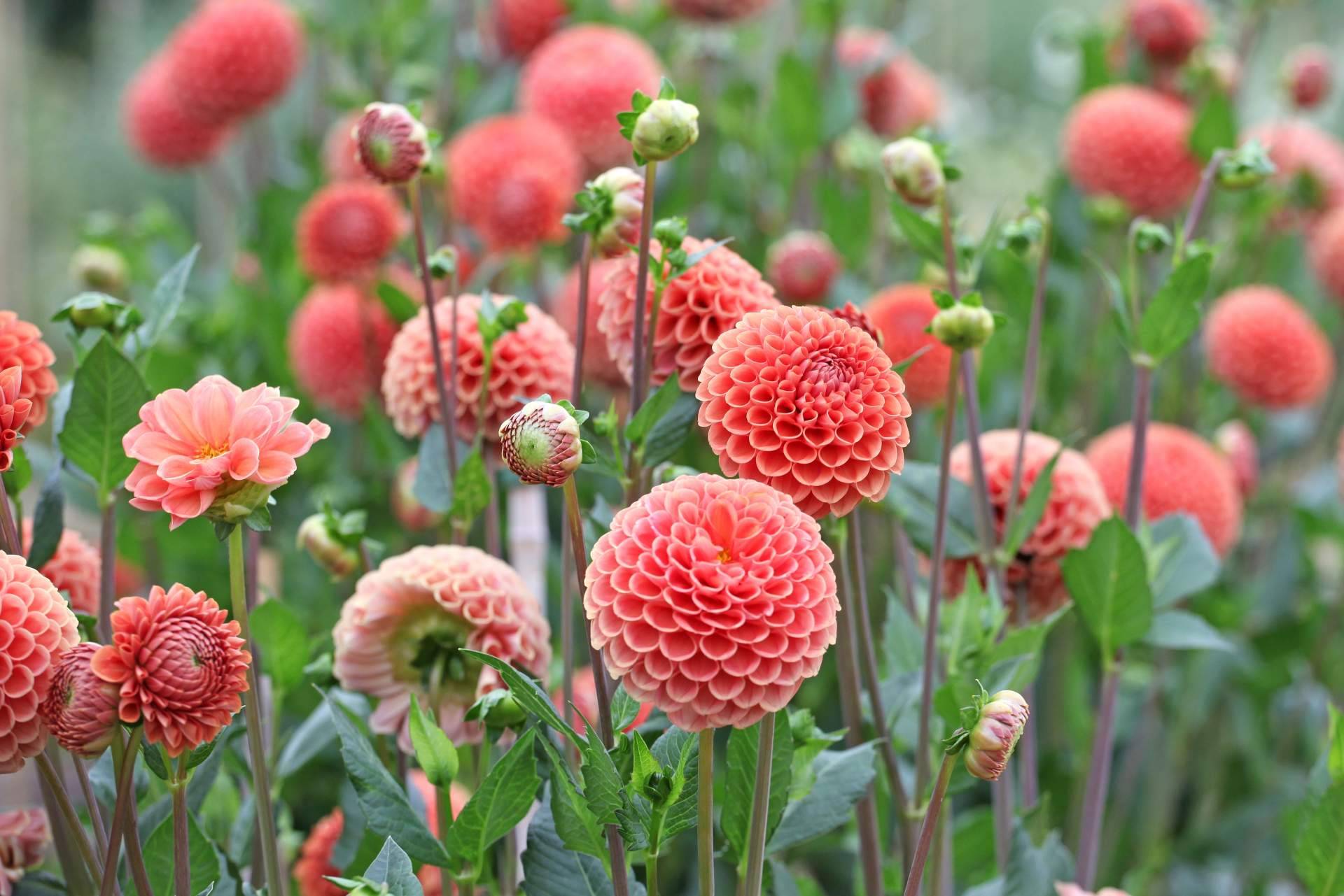 Respirar naturaleza es posible con la variedad de flores de los campos de Niudàlia