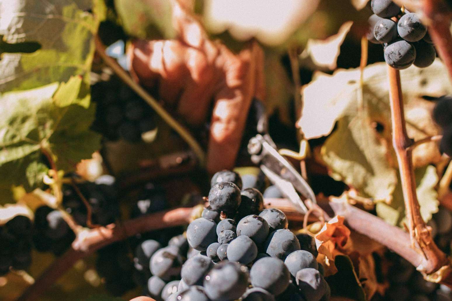 Historia y sostenibilidad en la producción de vino de la mano de Bodegas Vegalfaro