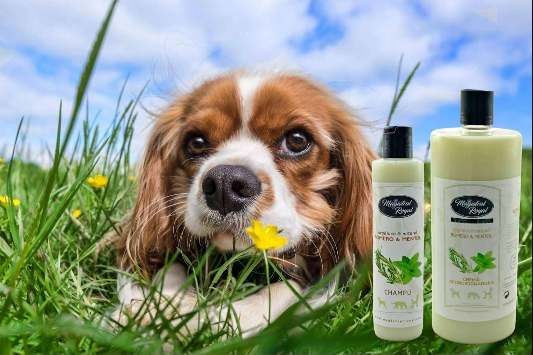 El cuidado completo para mascotas, el dúo magistral Royal