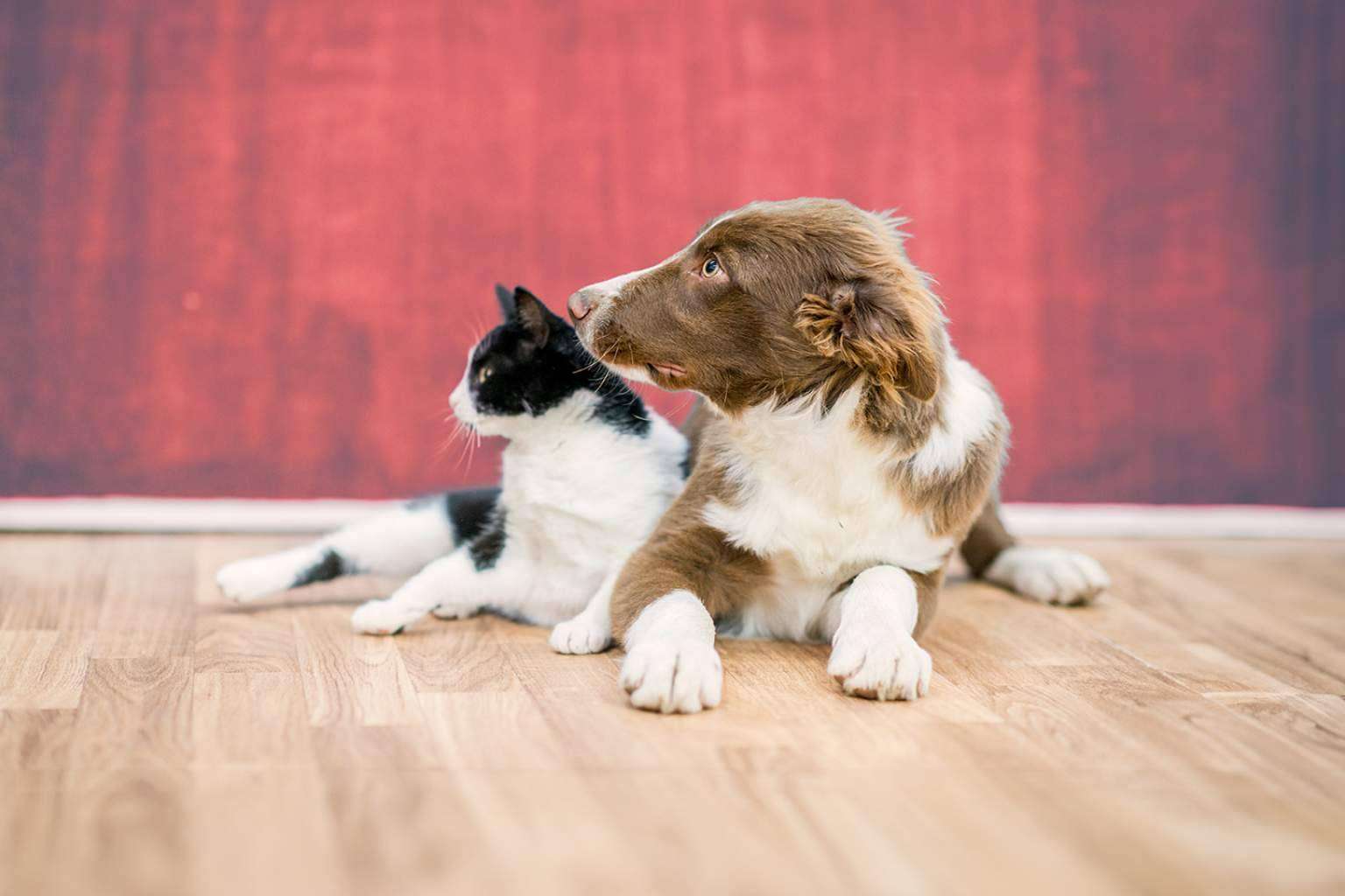 Línea Directa destaca en el segmento mascotas con un seguro completo y competitivo