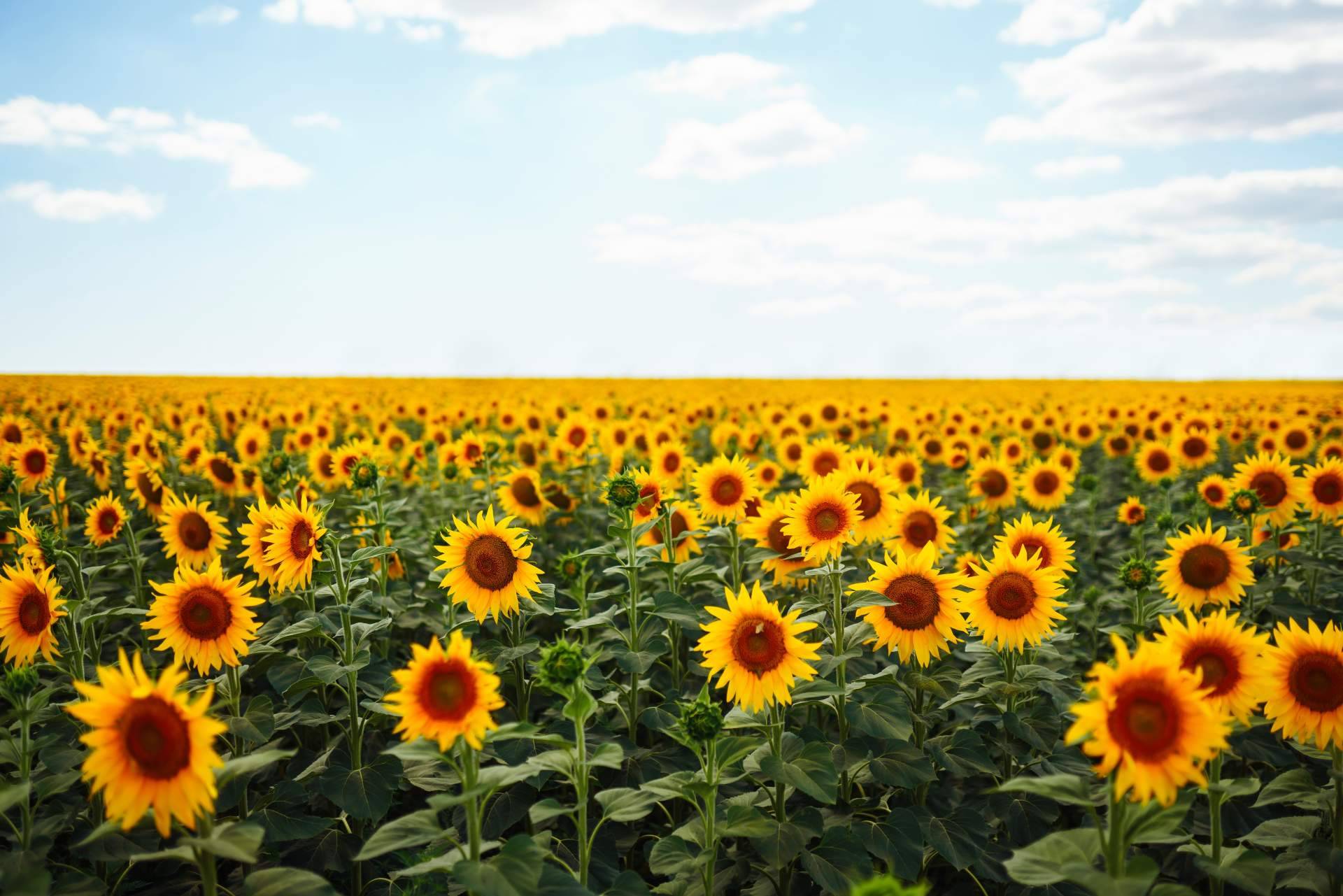 Respirar naturaleza con los campos de girasoles en Barcelona