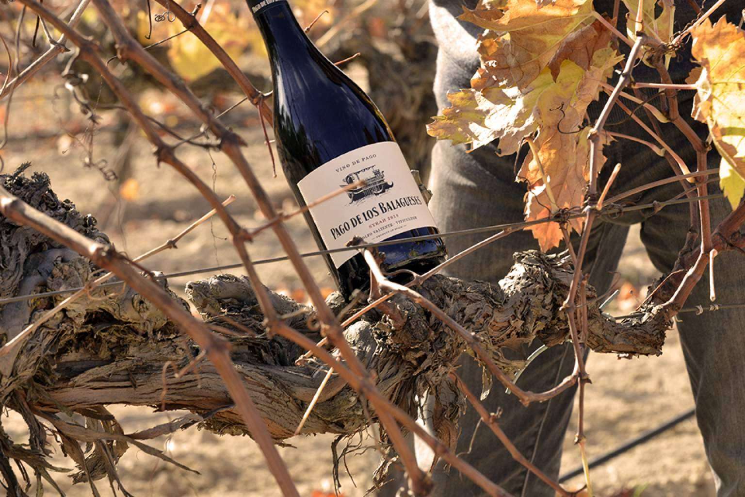 Pago de los Balagueses, un vino de pago que rinde culto a la ecología y la unicidad
