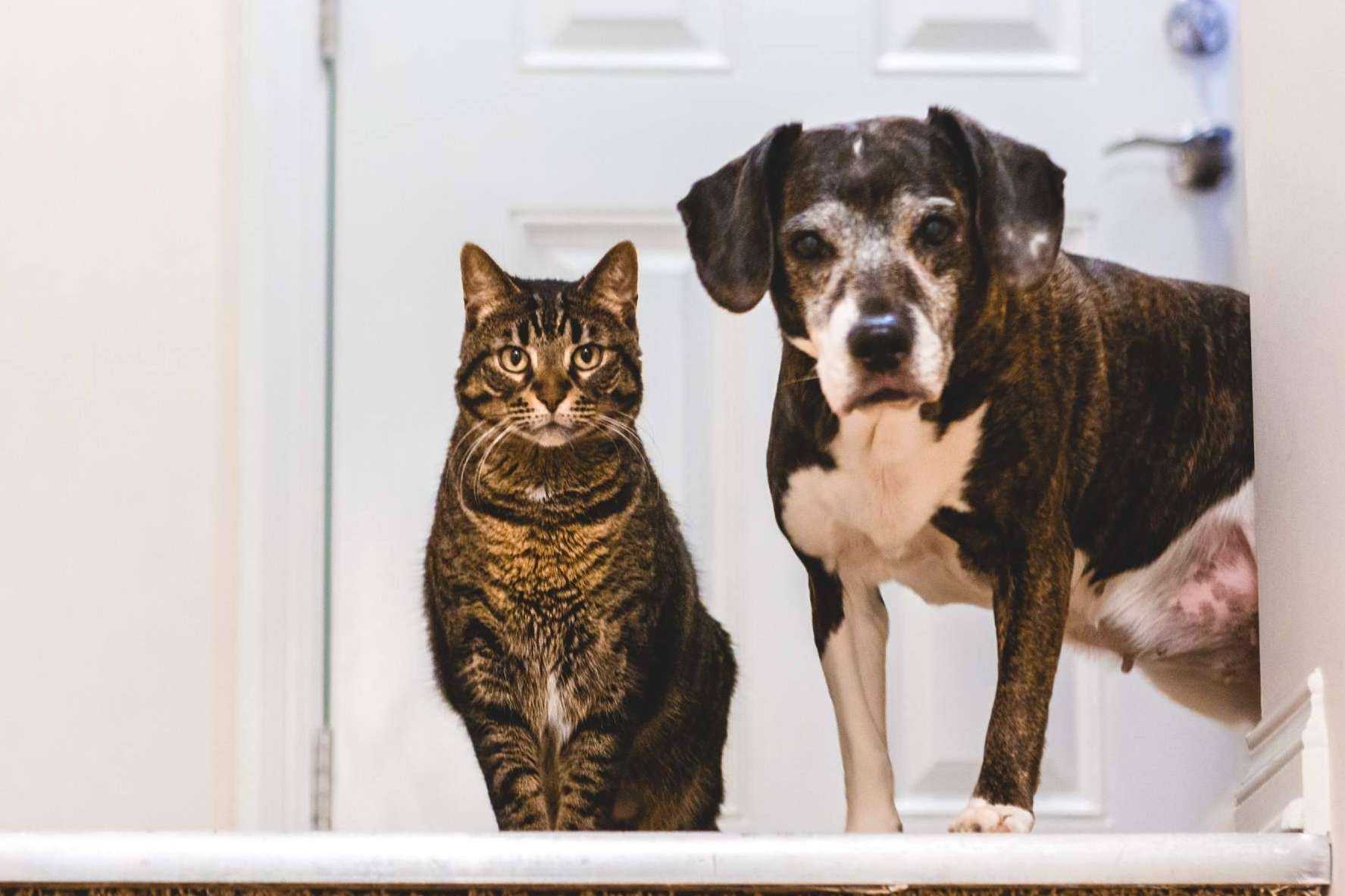 Mascotas Adopción fomenta la adopción de perros y gatos