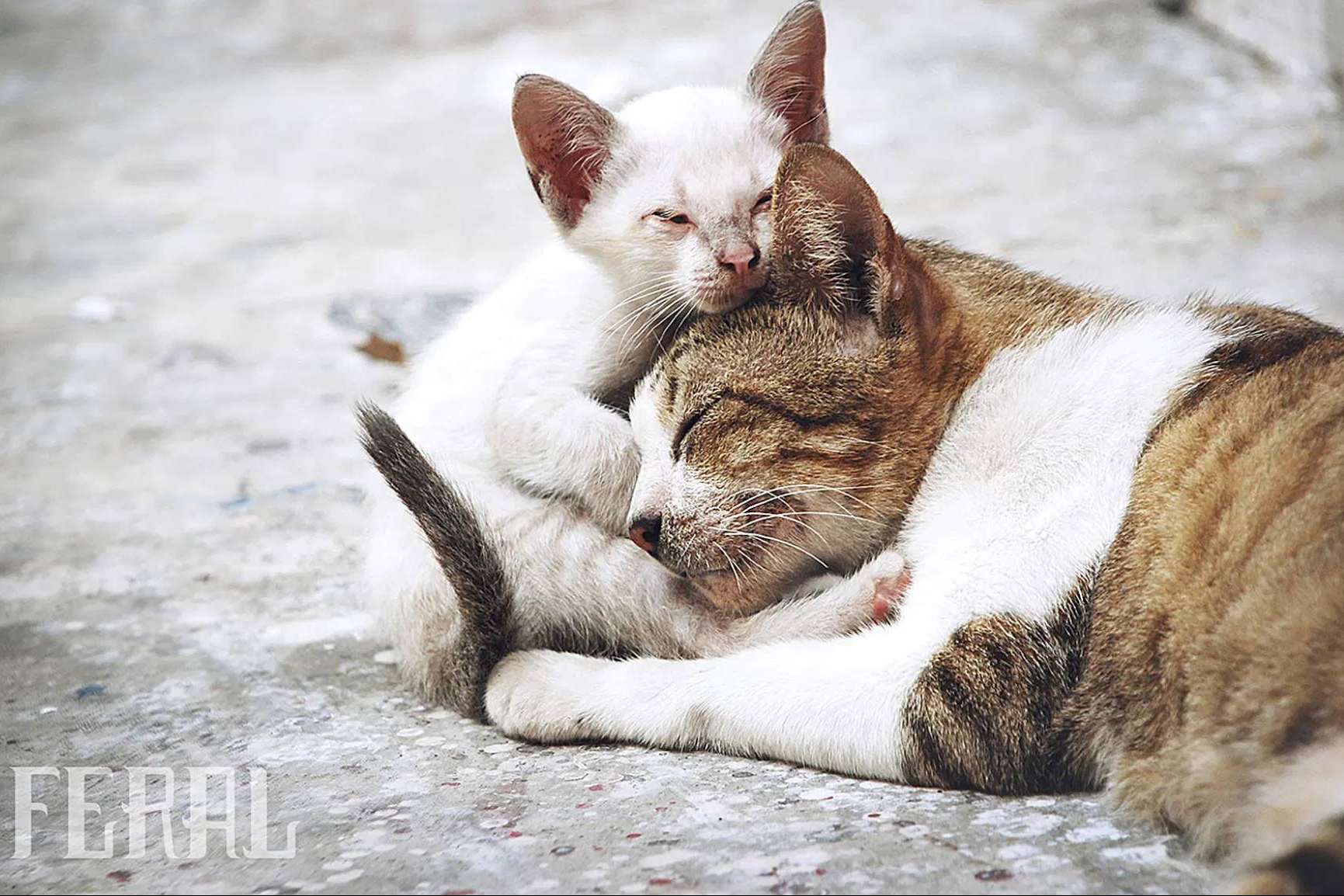La inspiradora historia detrás de Ka Salud Integral y su misión de mejorar la vida de los felinos sin hogar