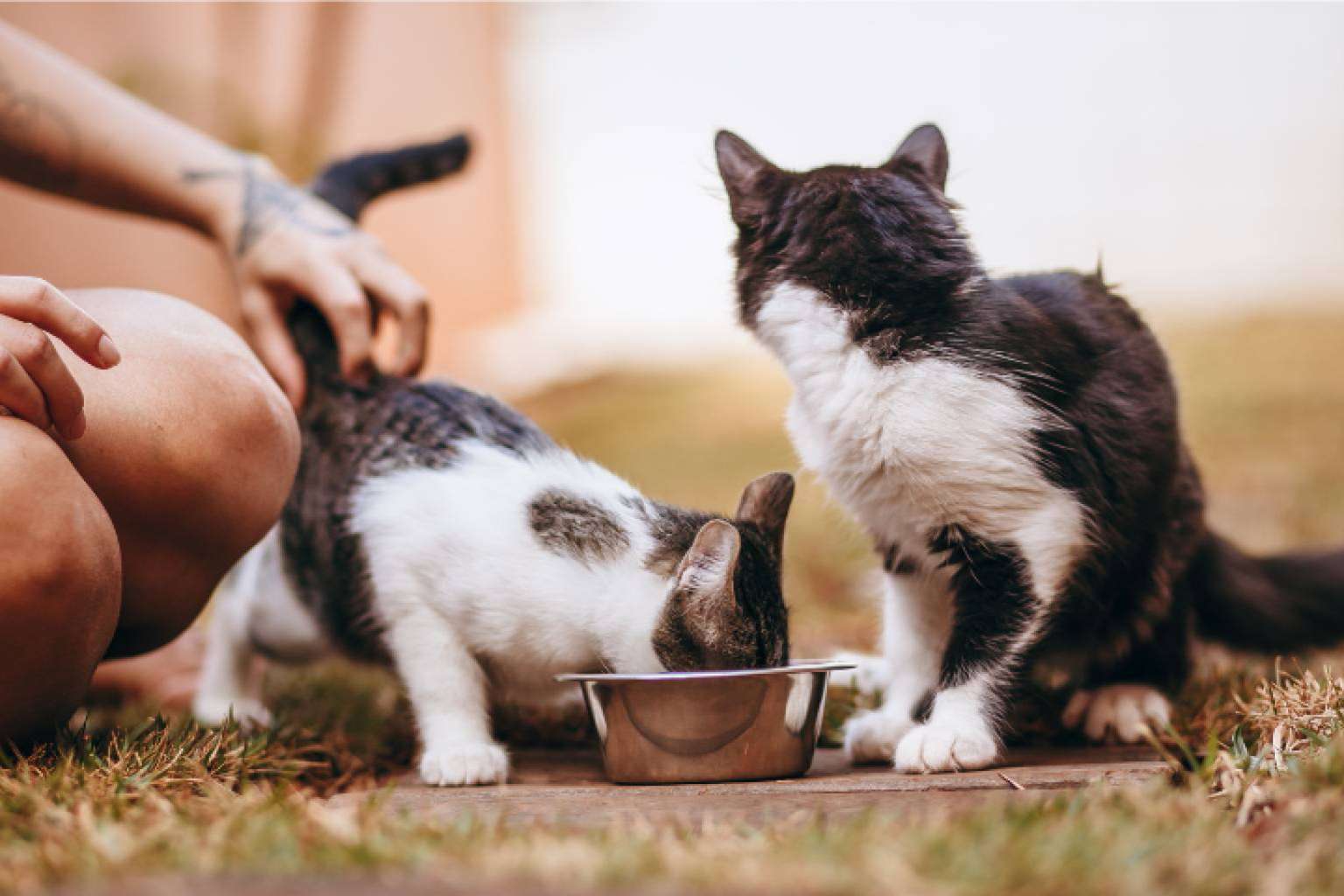 Proteínas hidrolizadas; cómo mejorar la nutrición diaria de perros y gatos