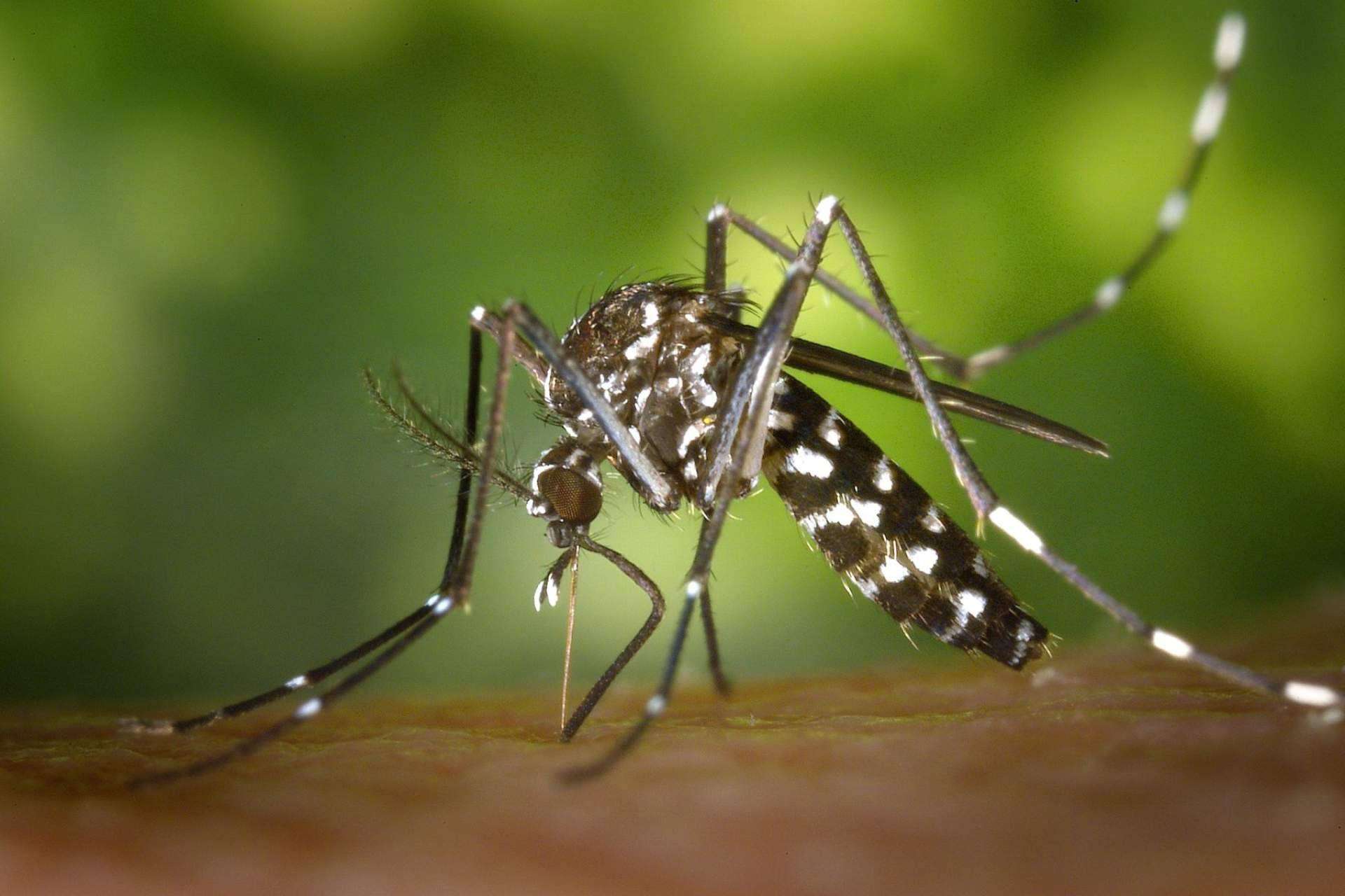 El insecticida Vinfermatón, de Laboratorios Vinfer, ayuda a combatir el mosquito del Nilo