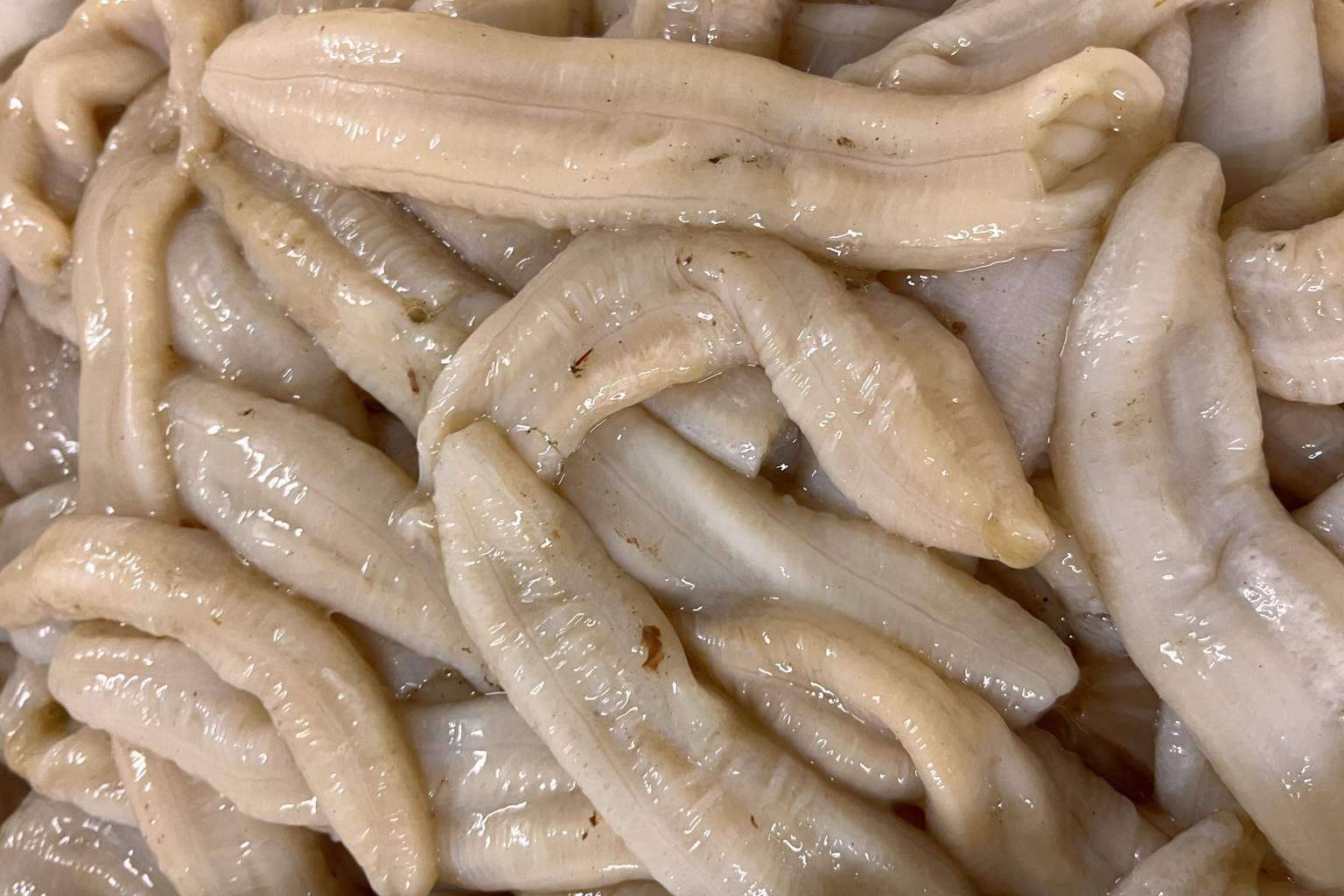 Espardeñas de pepino de mar frescas hasta la puerta del hogar con Farodapalloza