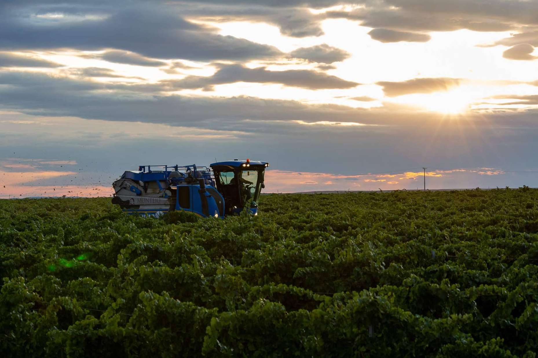 Vendimia nocturna en Bodegas Pandora, innovación y calidad en la DO Rueda