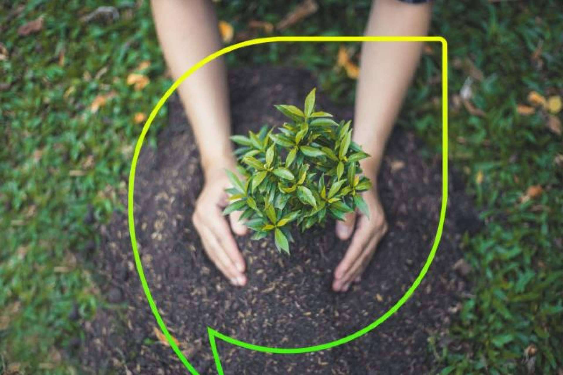 EccoForest, el bosque de EccoFreight que absorbe más de 635,000 kilogramos de CO2 al año