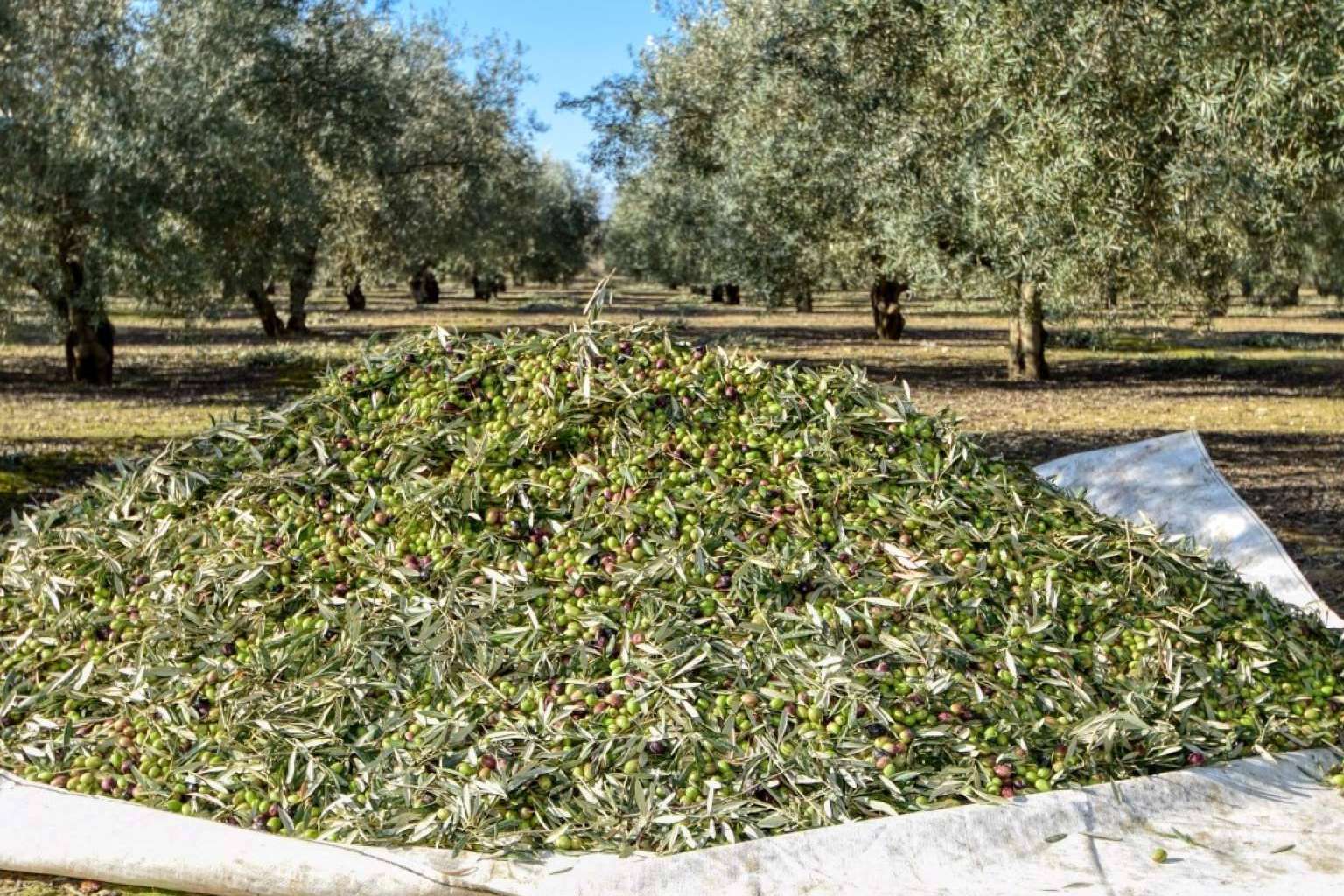 Tercio de las Torres señala las diferencias entre el aceite de oliva sin filtrar y el filtrado
