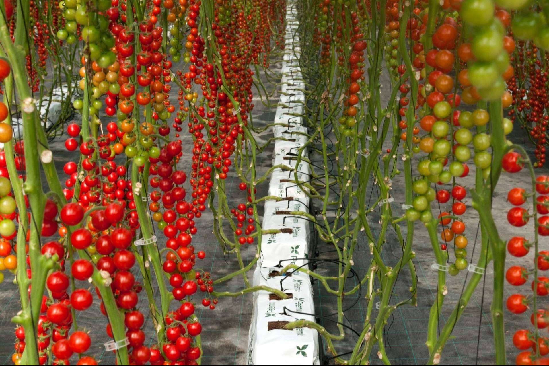 Pelemix destaca con sustratos sostenibles que optimizan el cultivo de tomates