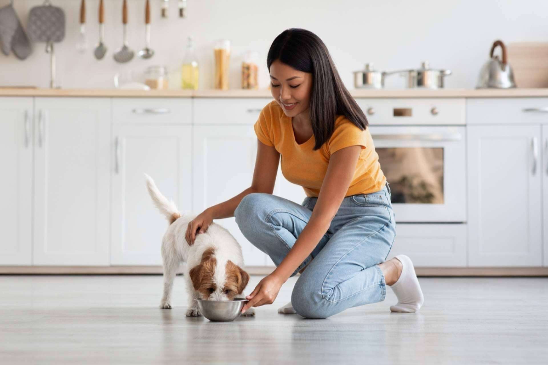 Comida natural para cachorros, Dogfy Diet se especializa en menús caseros y saludables