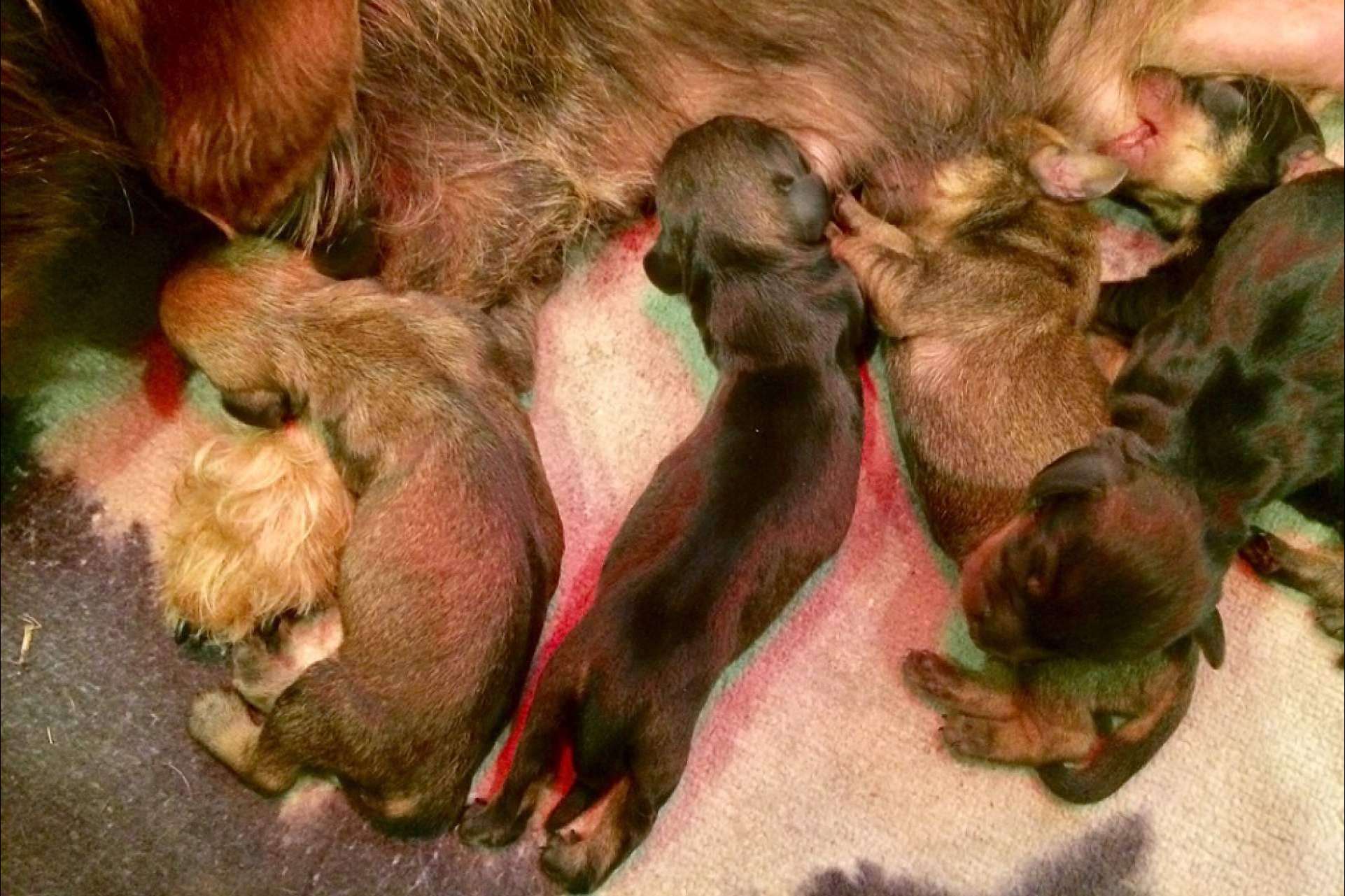 RAJ Canin, especialistas en cachorros de Teckel Kaninchen de pelo duro