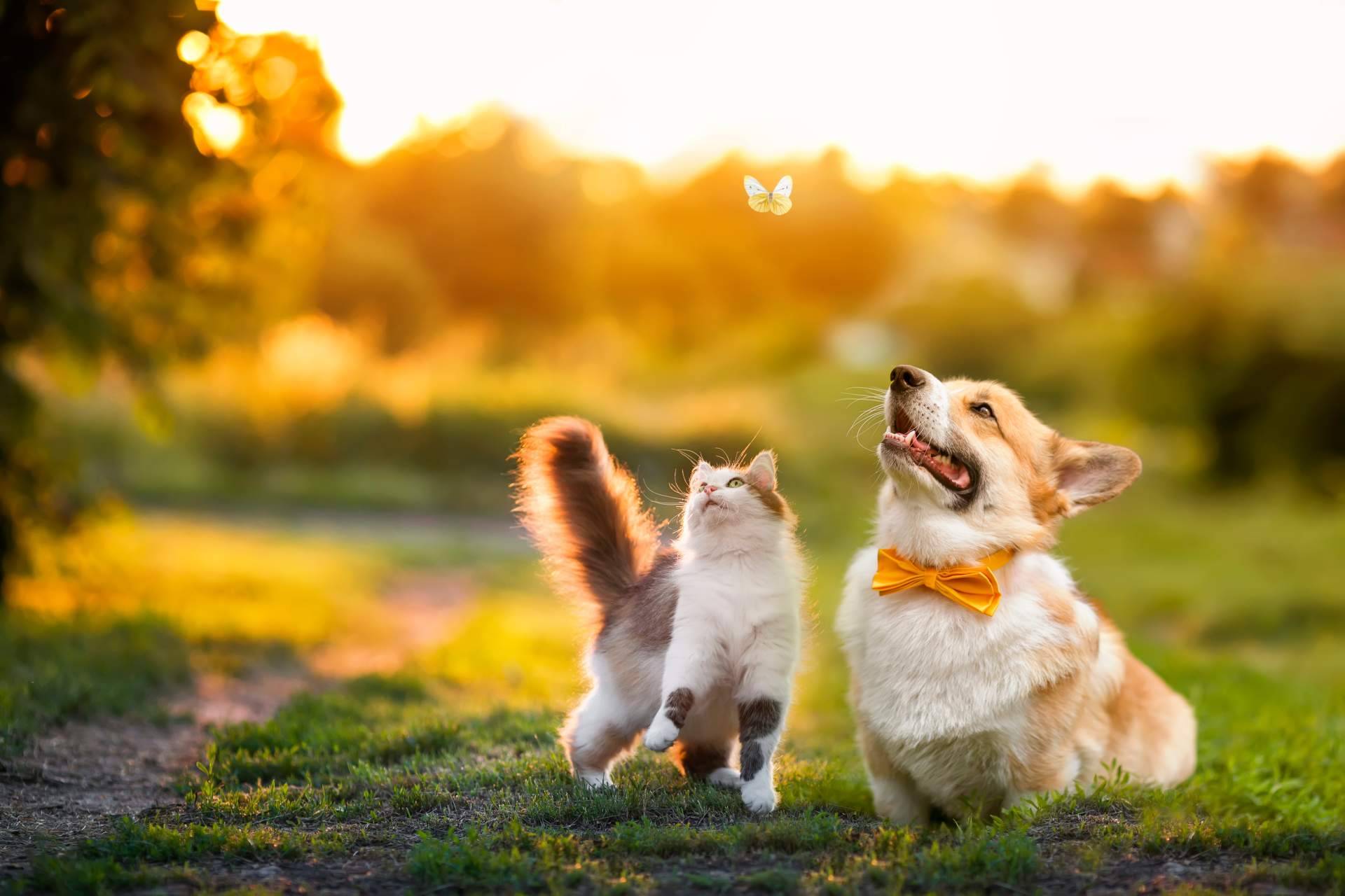 Miss Patitas Peludas; variedad y calidad en alimentación para gatos y perros en su tienda online