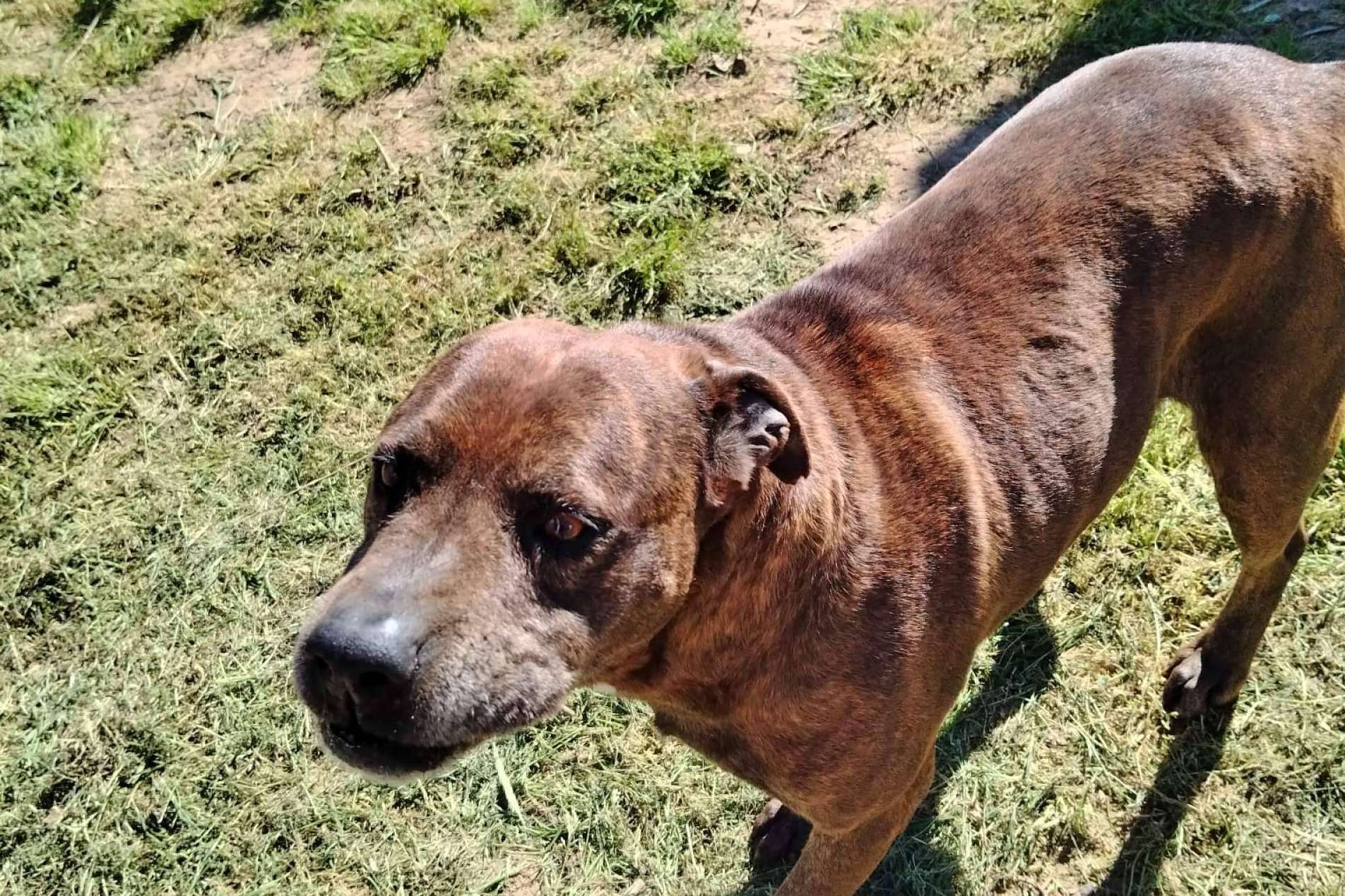 SOS Vidas lanza un llamamiento urgente para salvar su labor de rescate de animales