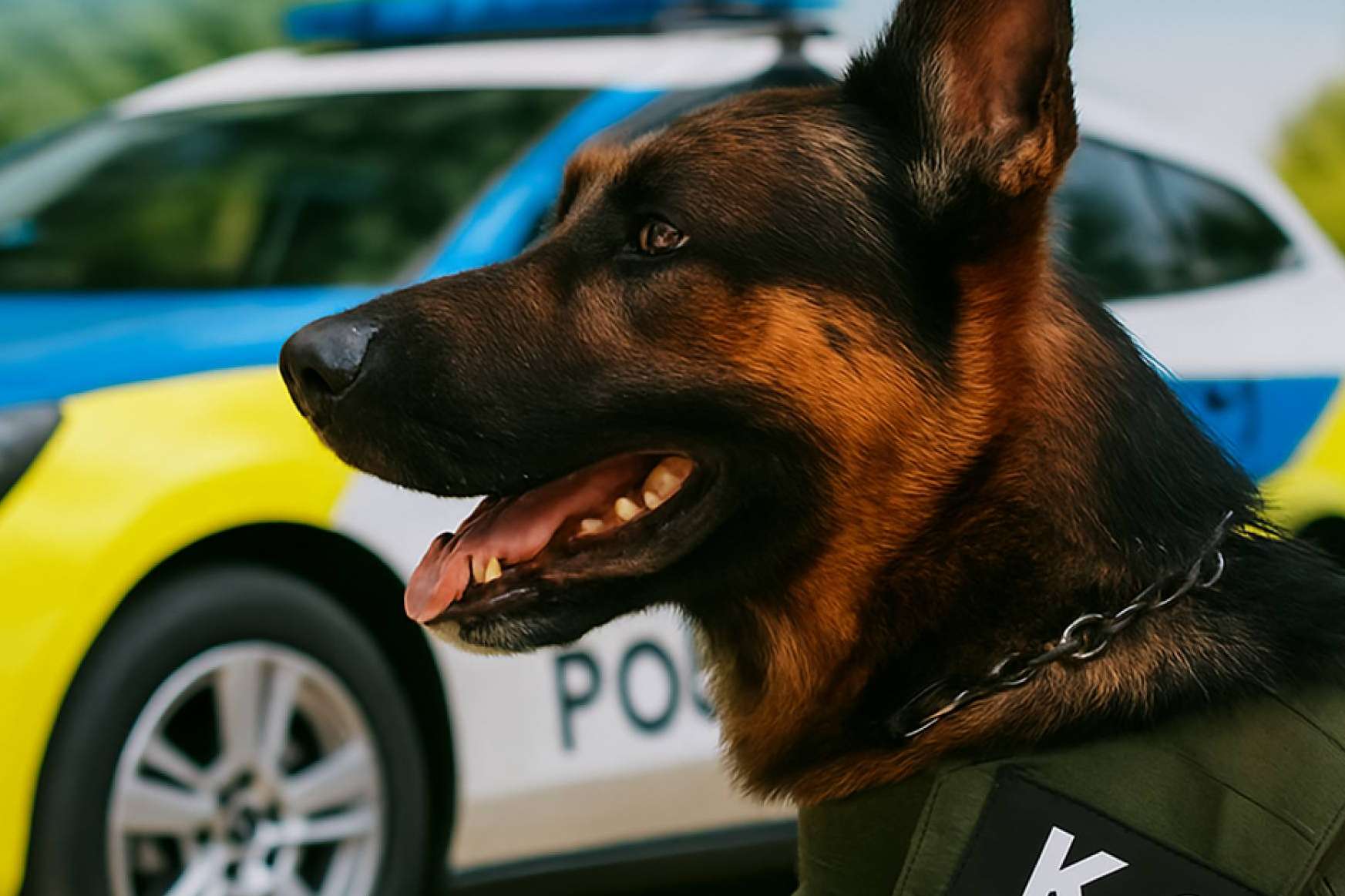 Kalzyme K9 revoluciona la salud bucal de los perros de servicio con tecnología enzimática sueca