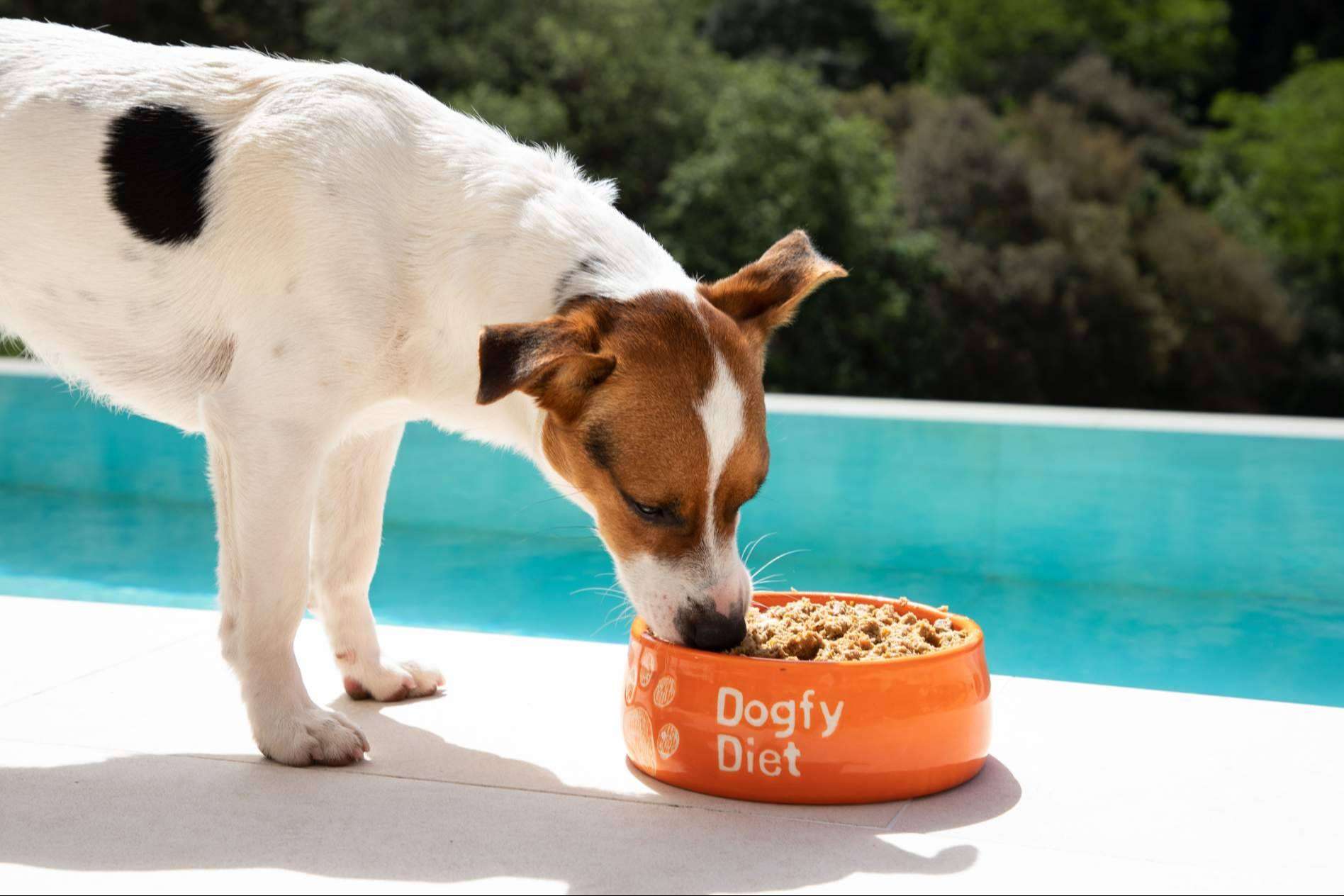 Obesidad en perros, cómo la comida natural de Dogfy Diet ayuda a recuperar el peso ideal