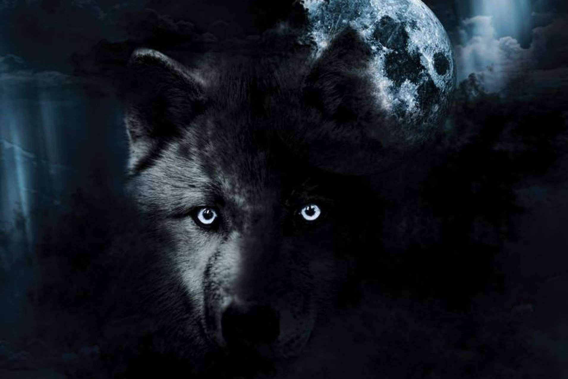 El lobo ibérico protagoniza 'LOBO – El solitario de la Montaña Palentina', el nuevo trabajo de Diego de Membiela