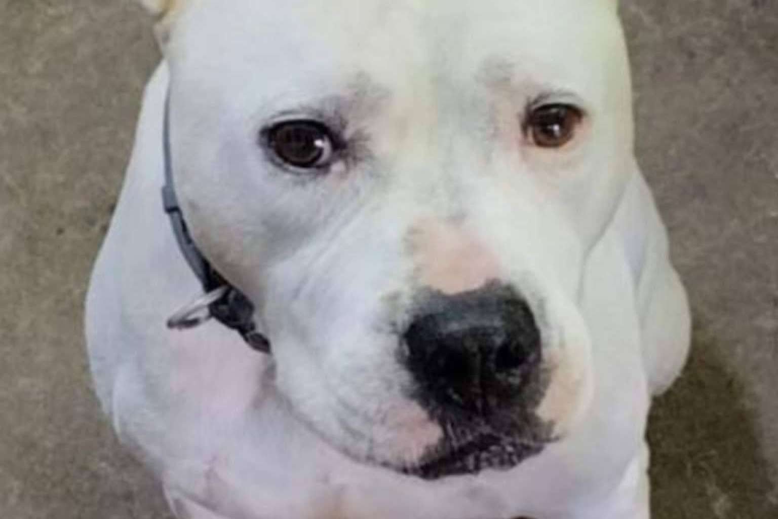 El abandono y el maltrato animal aumentan mientras SOS Salvando Vidas alerta de su límite operativo sin apoyos externos