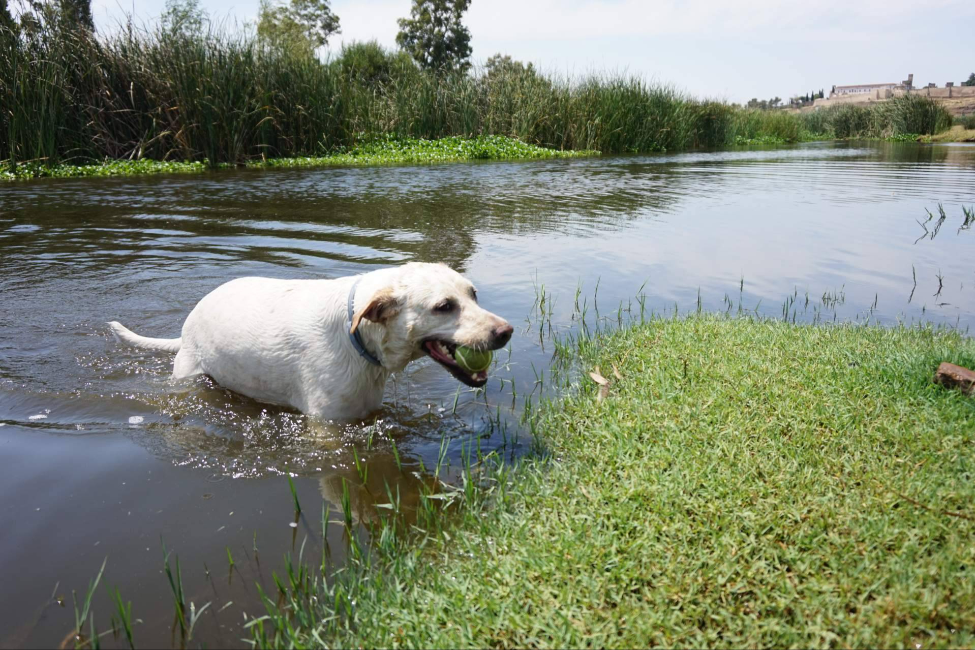 Extremadura con perro; zonas de baño dog-friendly y turismo pet-friendly en auge