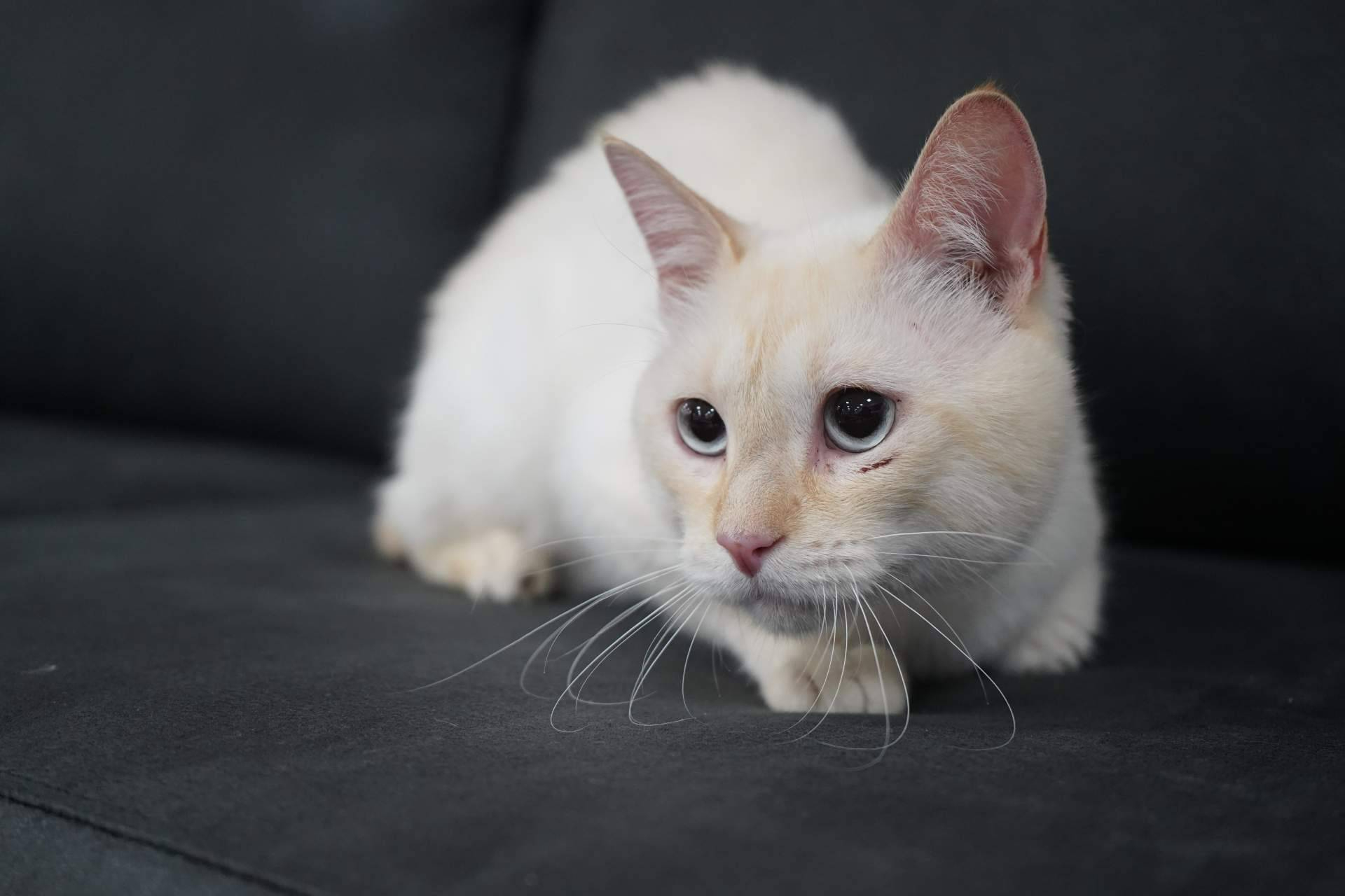 Nuevos sofás anti arañazos en Sofás Valencia, resistencia felina sin renunciar al diseño a medida