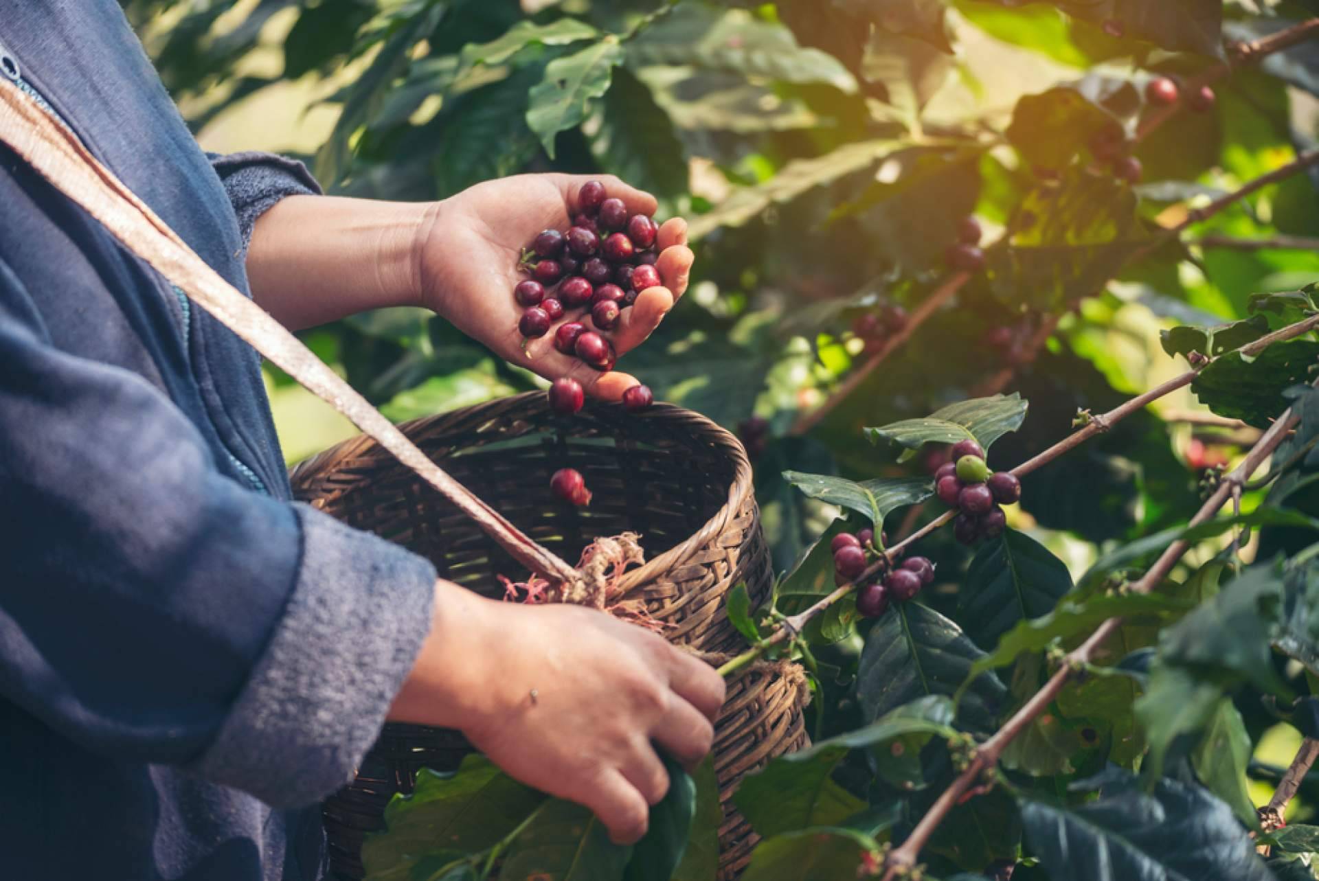 Qué hace diferente al verdadero café para oficina de especialidad