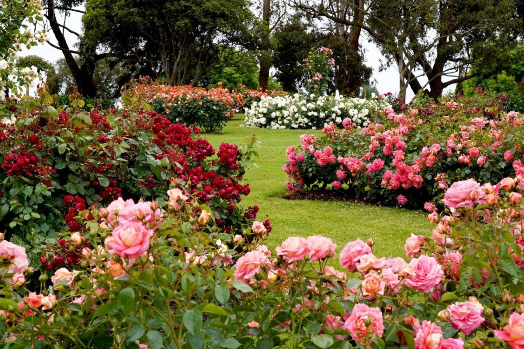 La Rosa De Oro consolida su propuesta entre los viveros en Sevilla con plantas de temporada