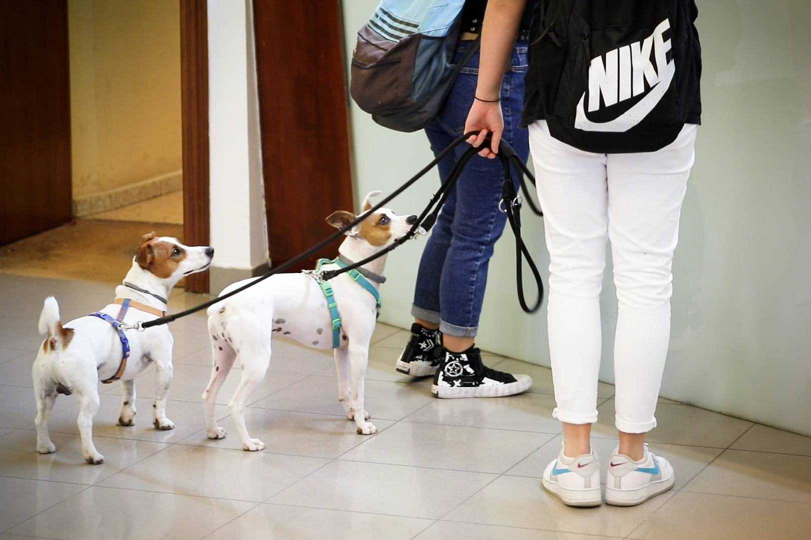 ISED impulsa el perfil de Auxiliar Técnico Veterinario con formación práctica y acceso a prácticas al finalizar la teoría